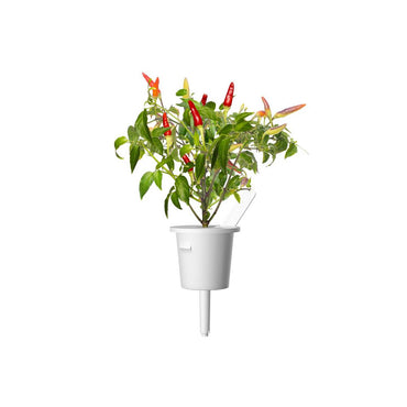 Click & Grow Chili Pepper Pods 3-Pack