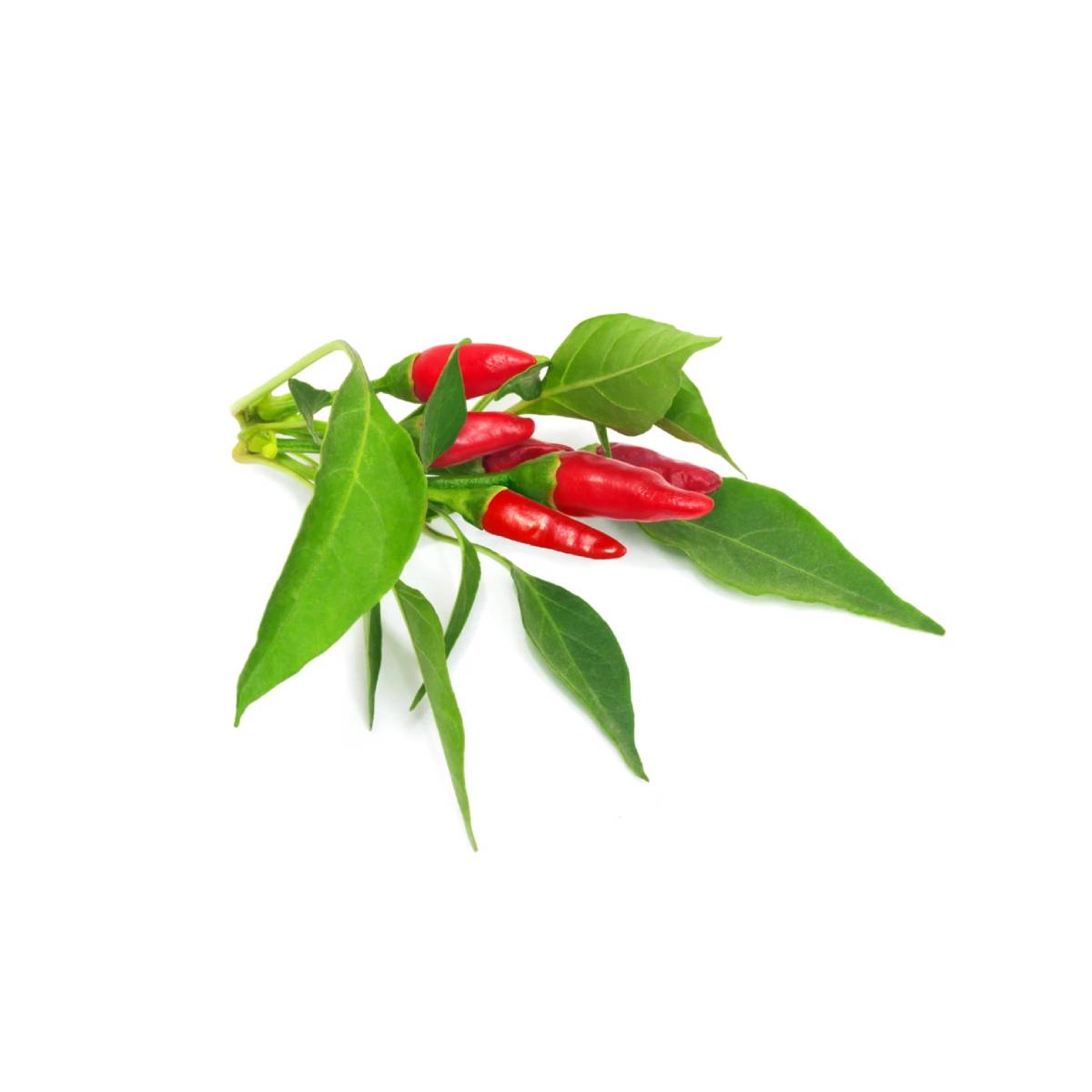 Click & Grow Piri Piri Chili Seed Pod