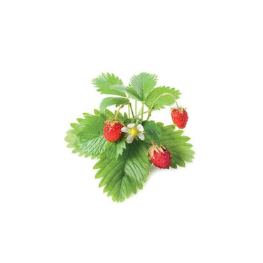 Click & Grow Wild Strawberry Pods 3-Pack