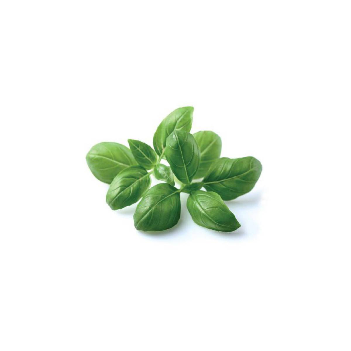 Click & Grow Basil Seed Pods 3-Pack