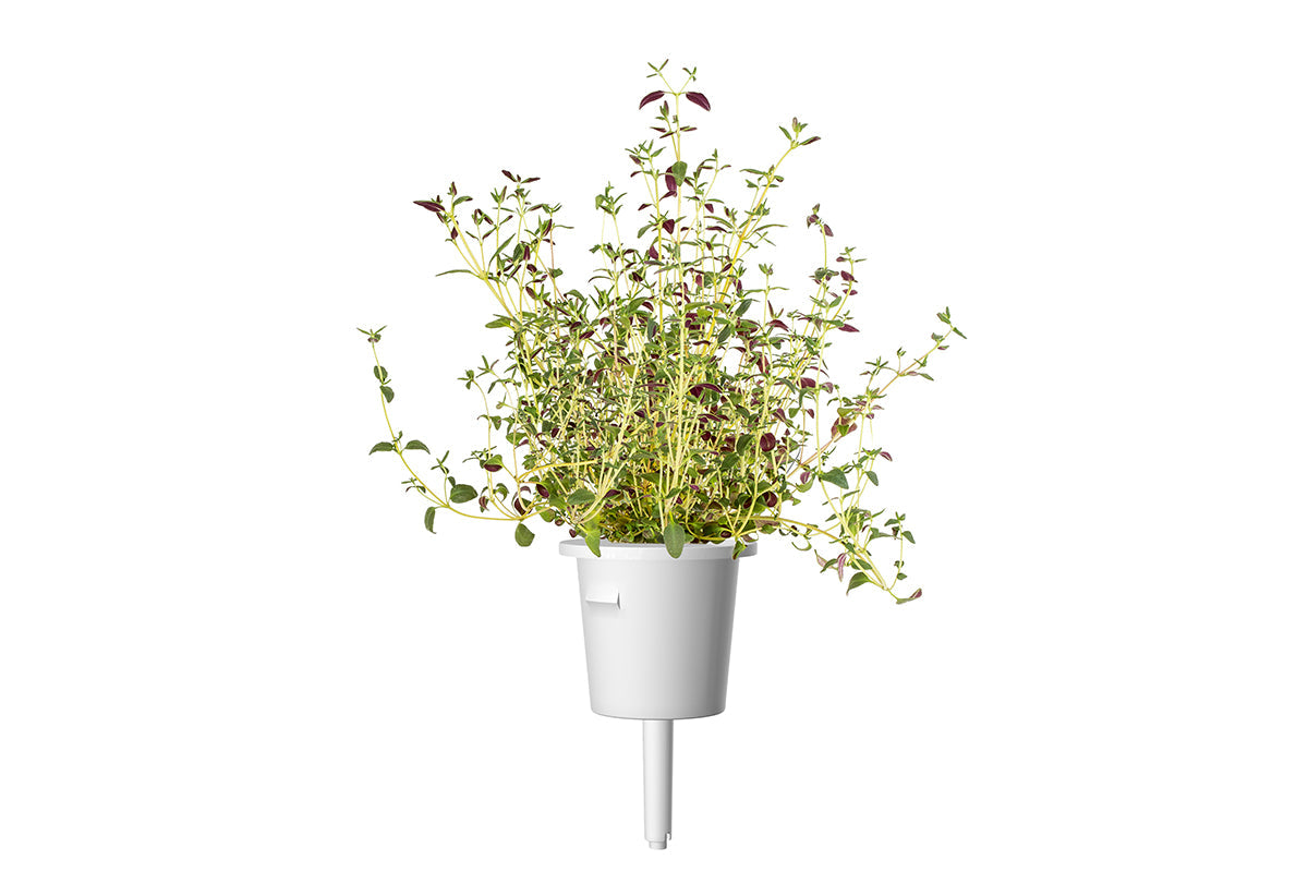 Click & Grow Thyme Seed Pods 3-Pack