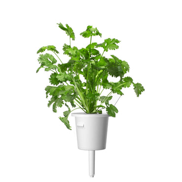 Click & Grow Coriander Pods 3-Pack