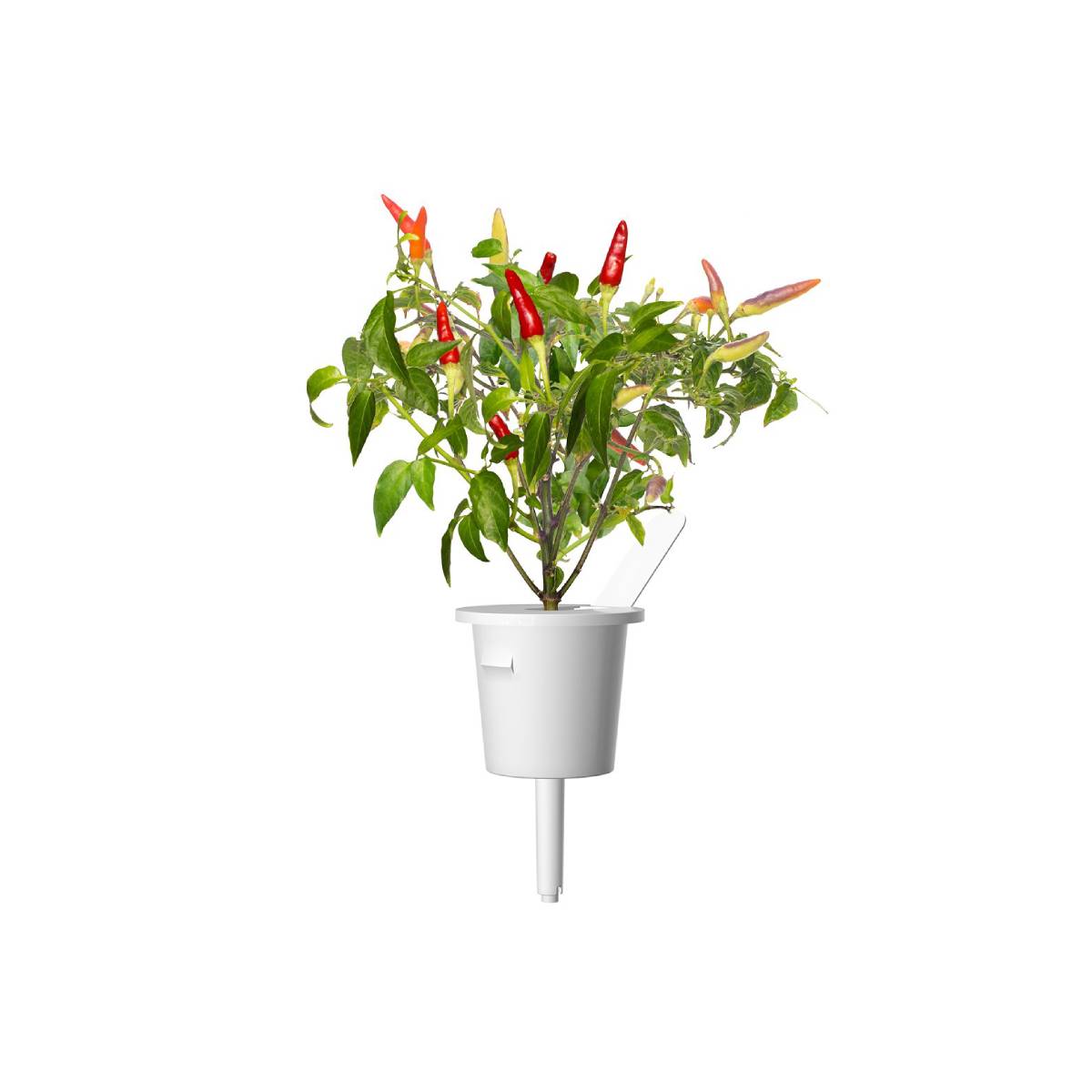 Click & Grow Chili Pepper Pods 3-Pack