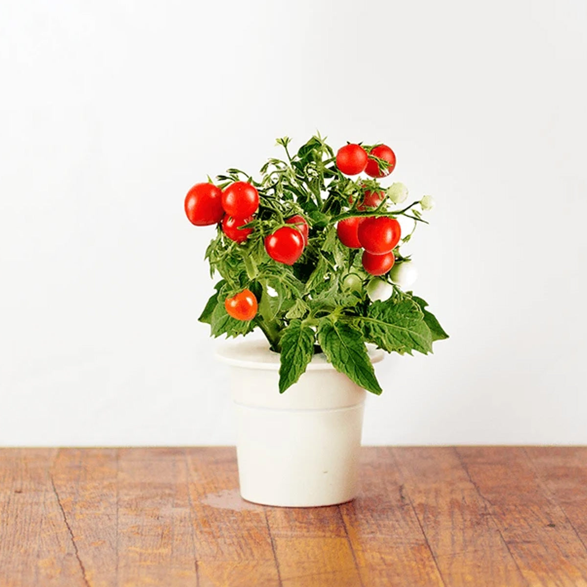 Click & Grow Mini Tomato Pods 3-Pack