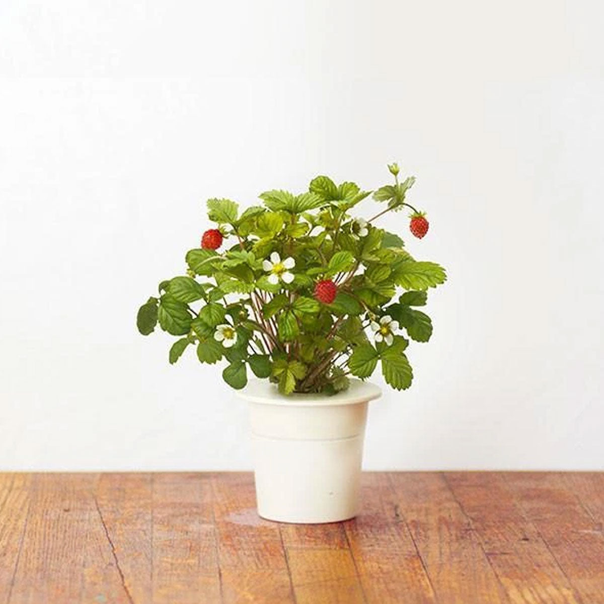 Click & Grow Wild Strawberry Pods 3-Pack