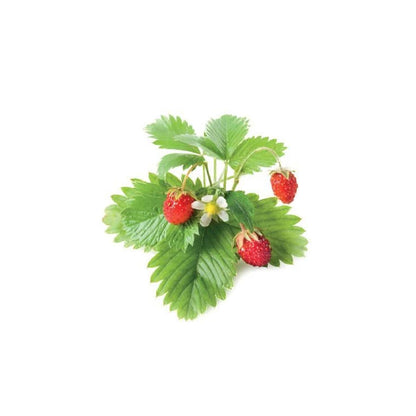 Click & Grow Wild Strawberry Pods 3-Pack