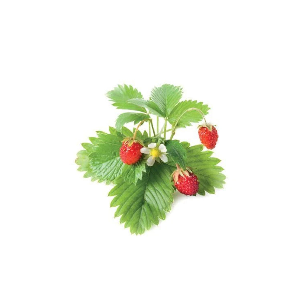 Click & Grow Wild Strawberry Pods 3-Pack