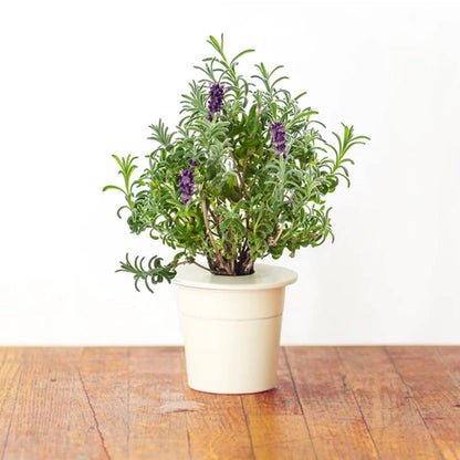 Click & Grow Lavender Pods 3-Pack