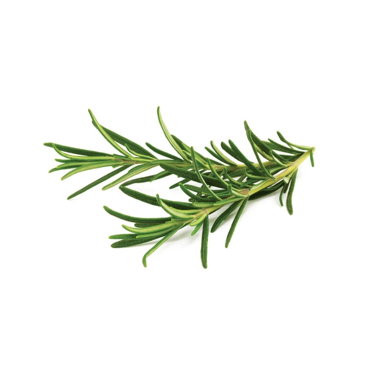 Click & Grow Rosemary Pods 3-Pack