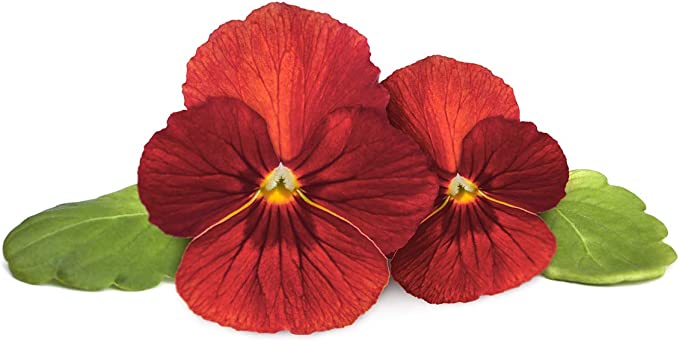 Click & Grow Red Pansy Flower Pod